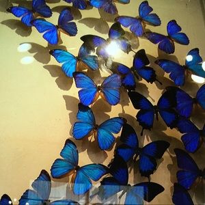 Meet your Posher CJ~